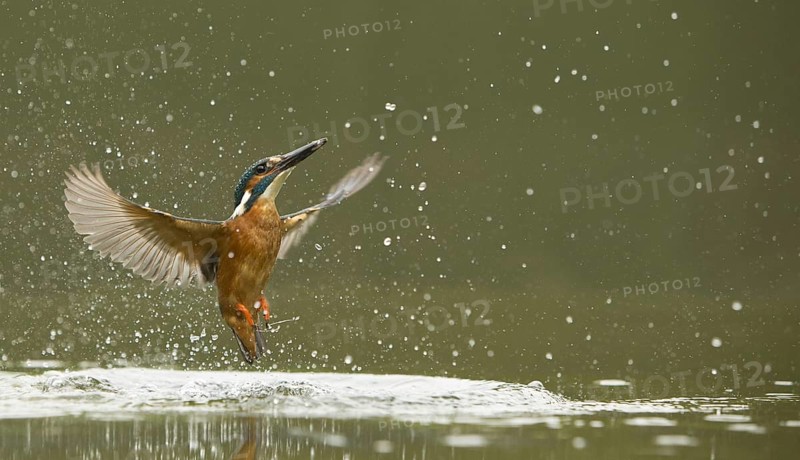 Common kingfisher