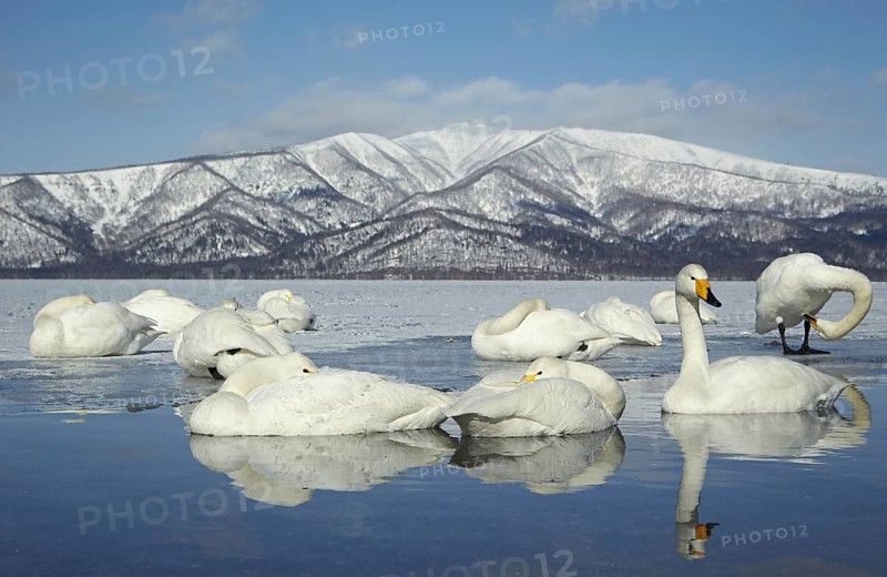 Adult whooper swan