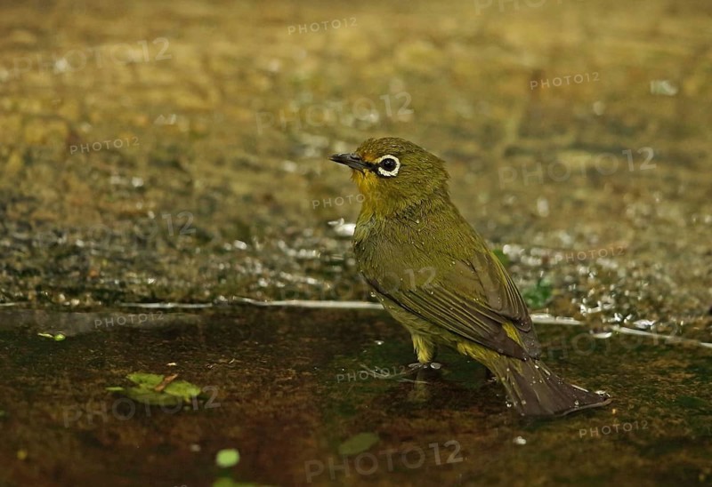 Cape white-eye
