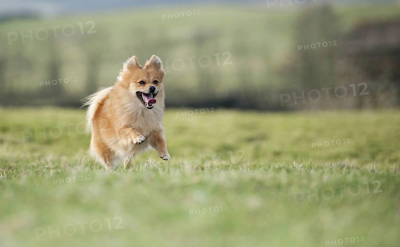 Domestic dog