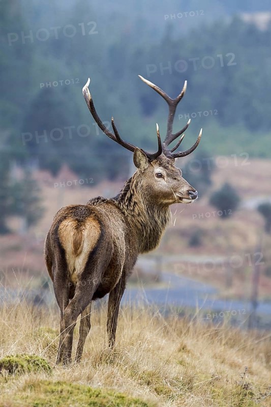 Red Deer