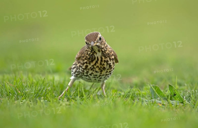 Song Thrush