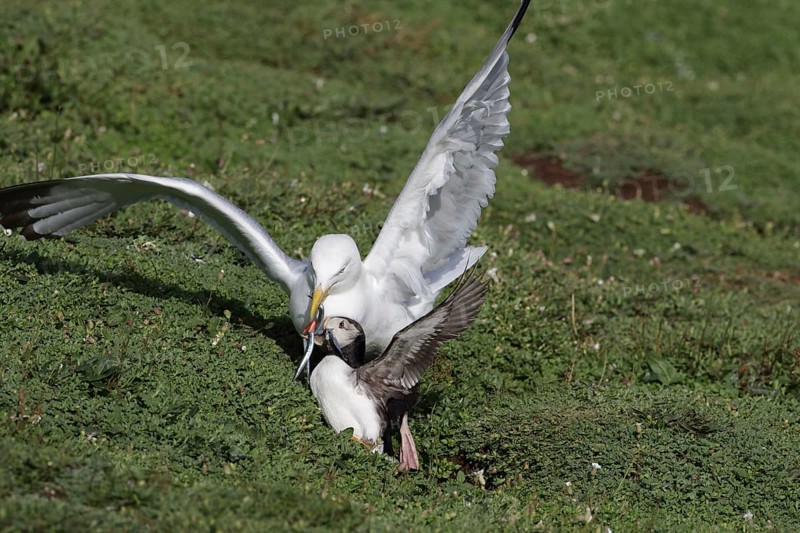 Adult european herring gull