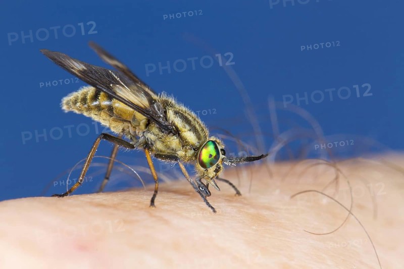 Twin-lobed deerflies