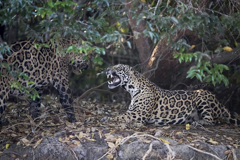 Parana jaguar