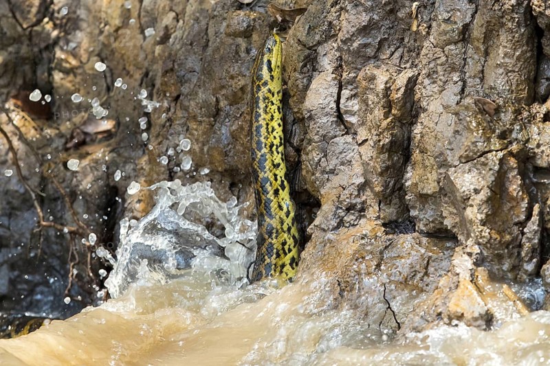 Yellow Anaconda