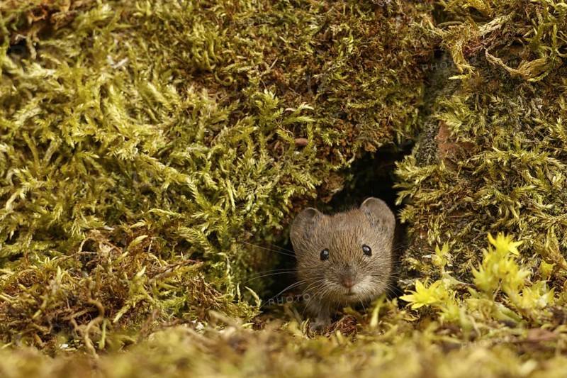 Bank voles