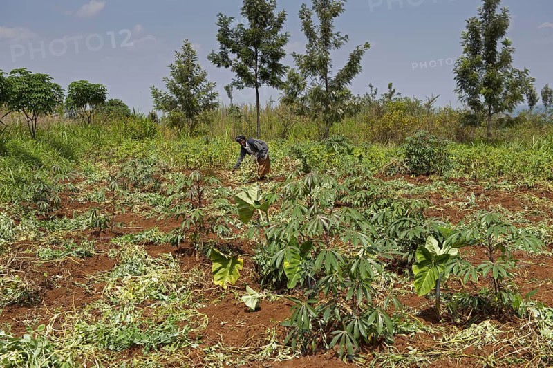 Rwandan woman harvesting potatoes in the field