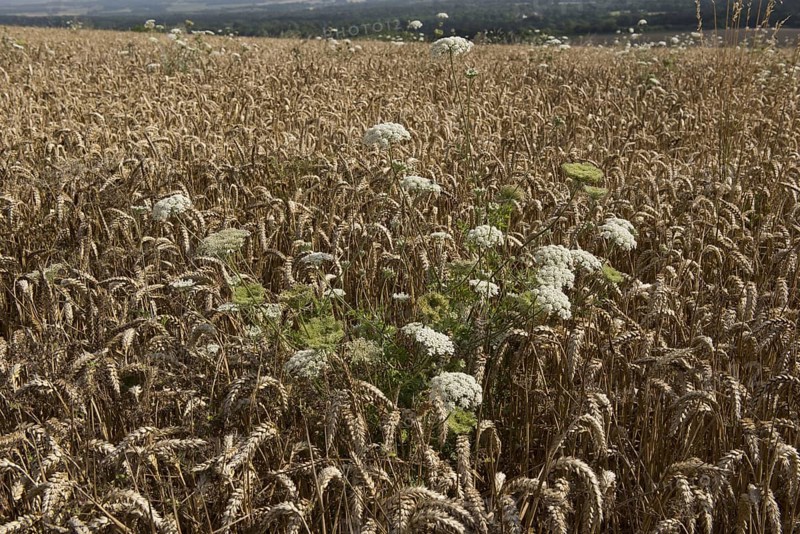 Wild carrot