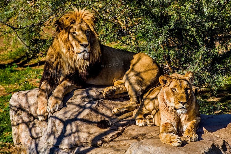 Lions