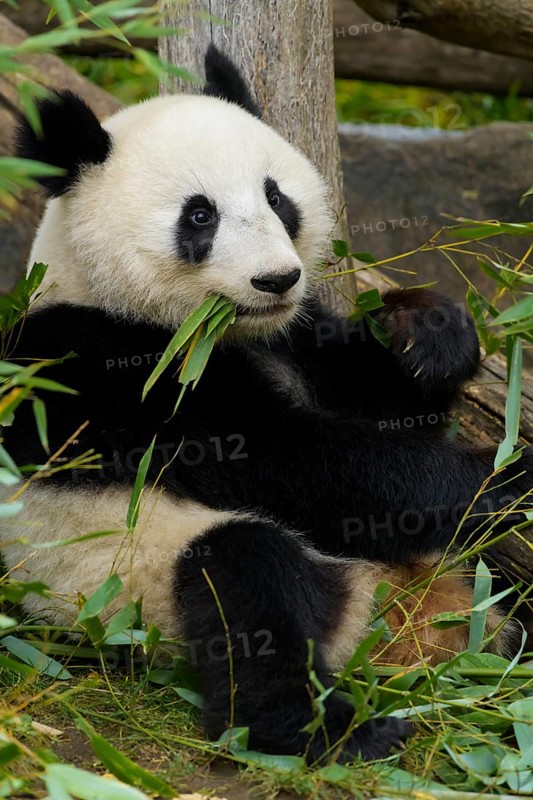 Giant Panda