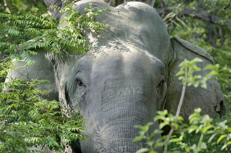 Asian indian elephant