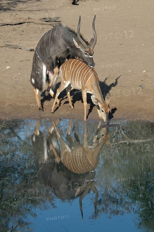 Nyala