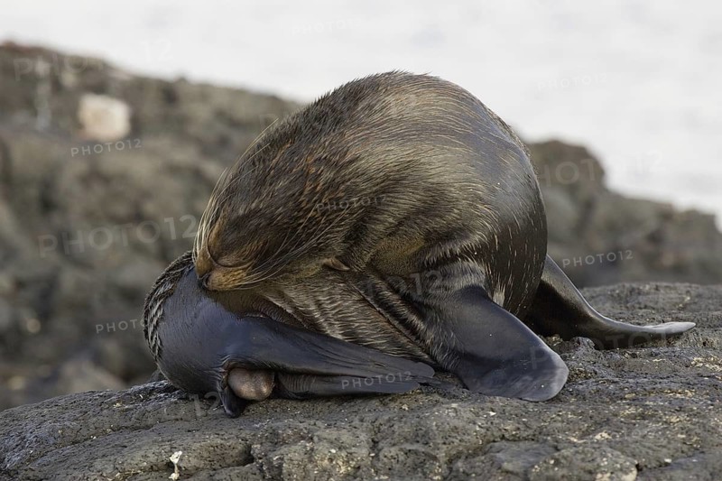 Southern fur seal