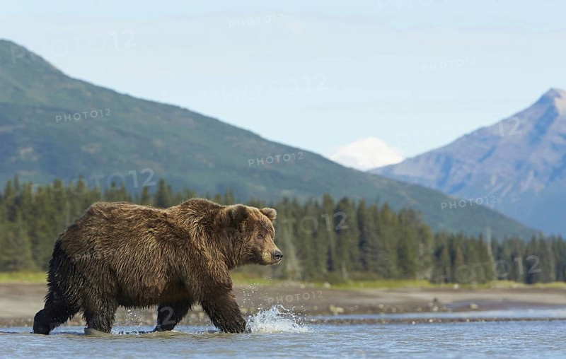 Grizzly bear