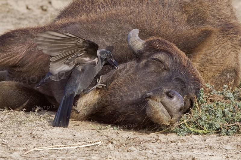 House crow pulls tick of cow