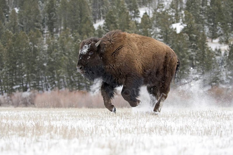 North American bison calf