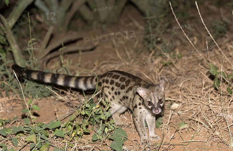 Rusty-spotted Genet adult