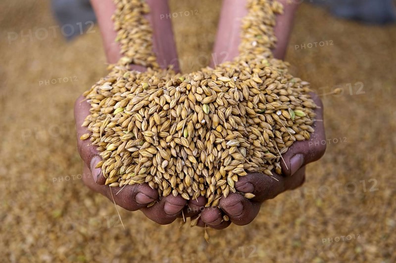 Barley