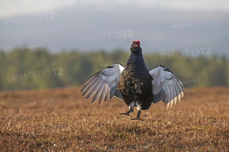 Black Grouse