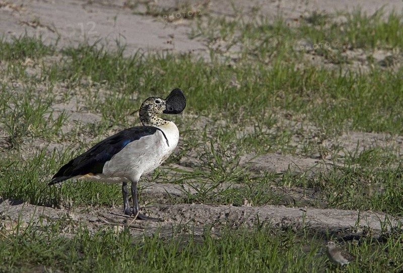 Mute Goose