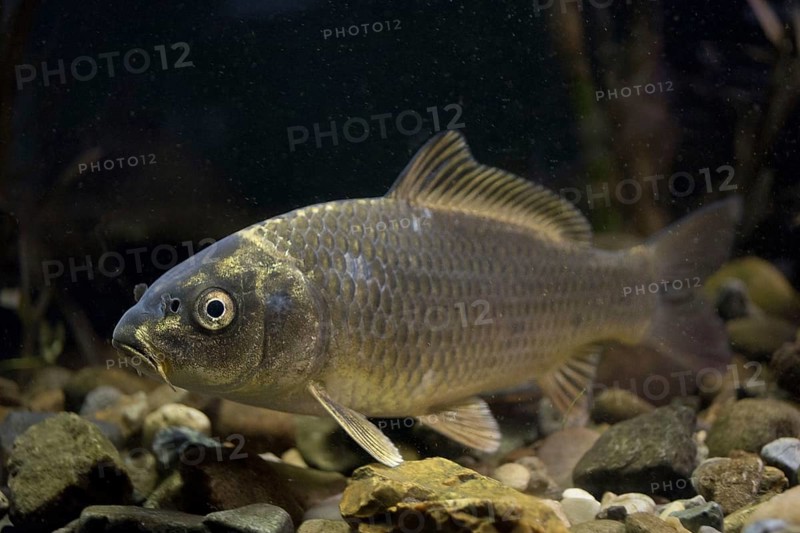 Ghost Carp