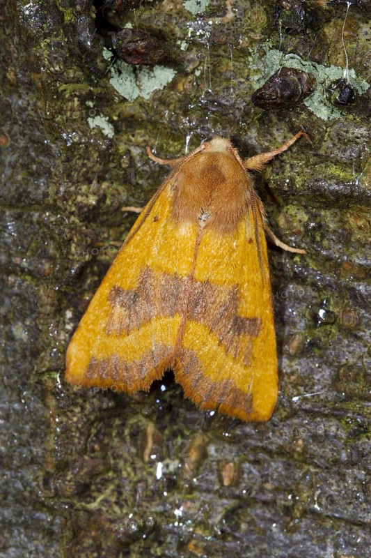 Ochre-yellow ash owl