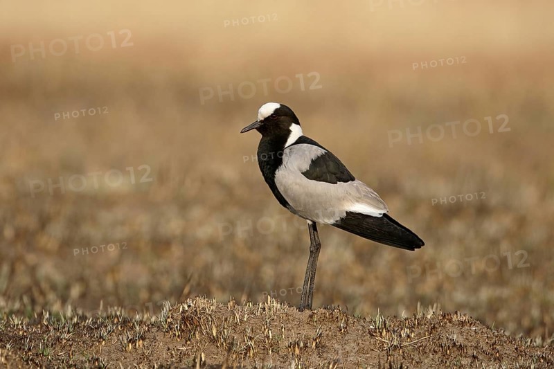 Blacksmith Plover