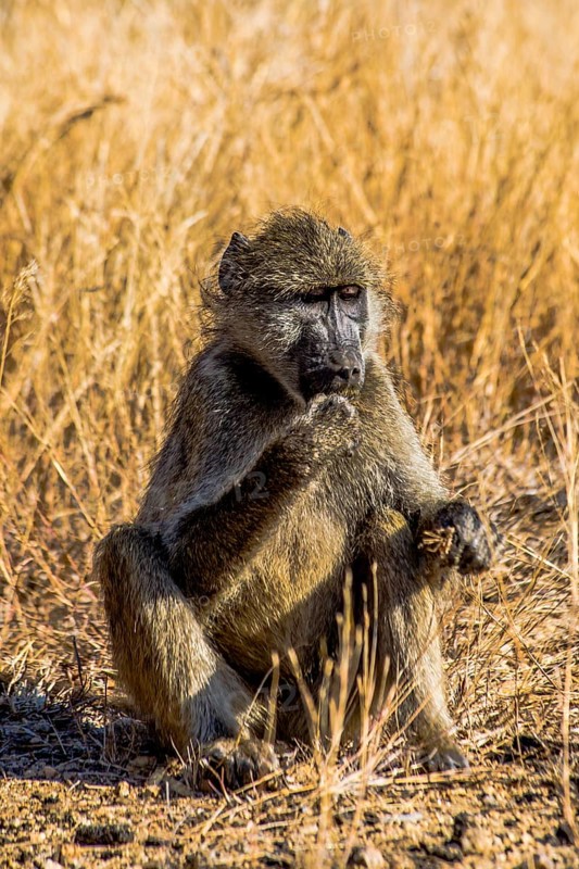 Young baboon