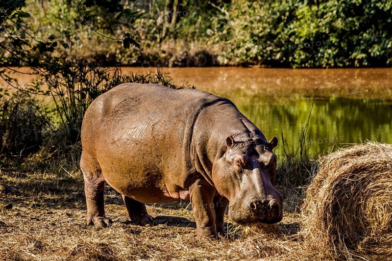Hippo