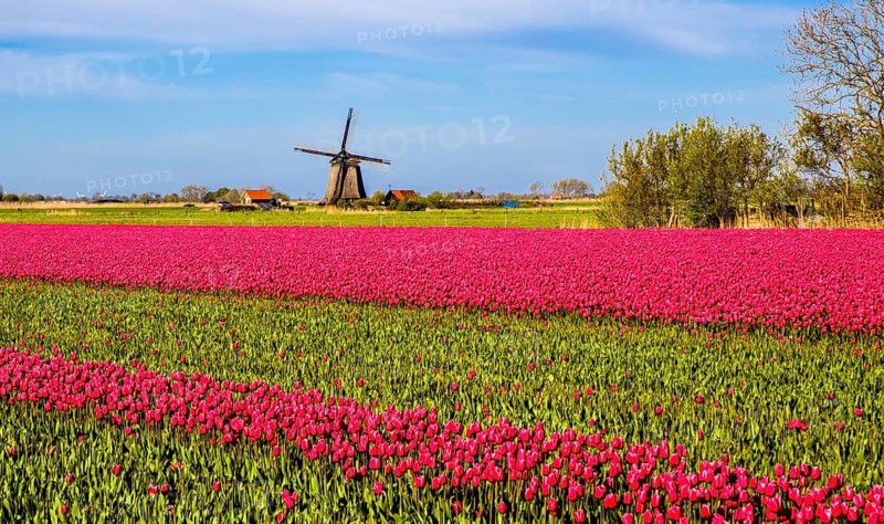 Flowering tulip fields