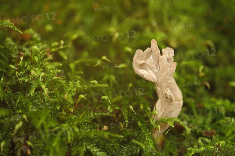 (Clavulina) in the moss in Eppstein, Taunus, Hesse, Germany, Europe