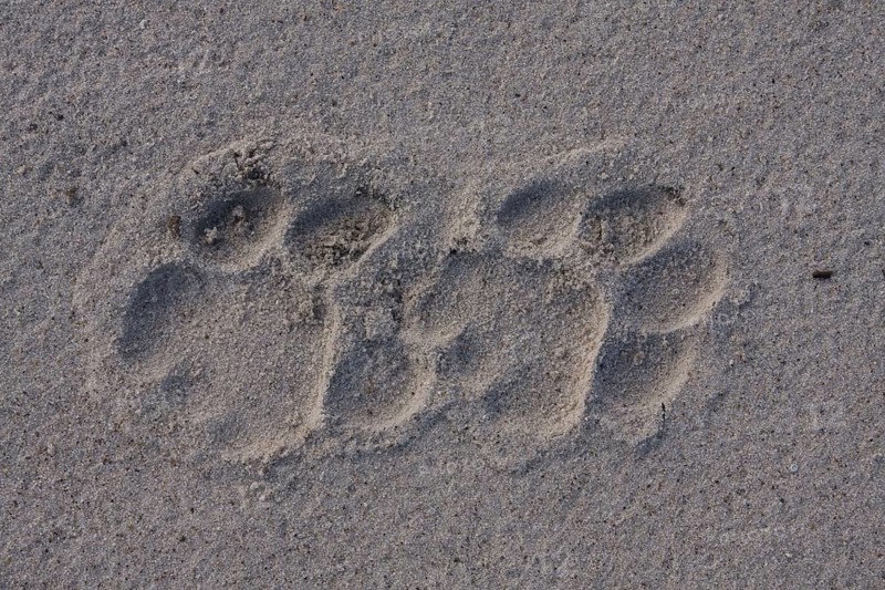 African Lion Lion tracks