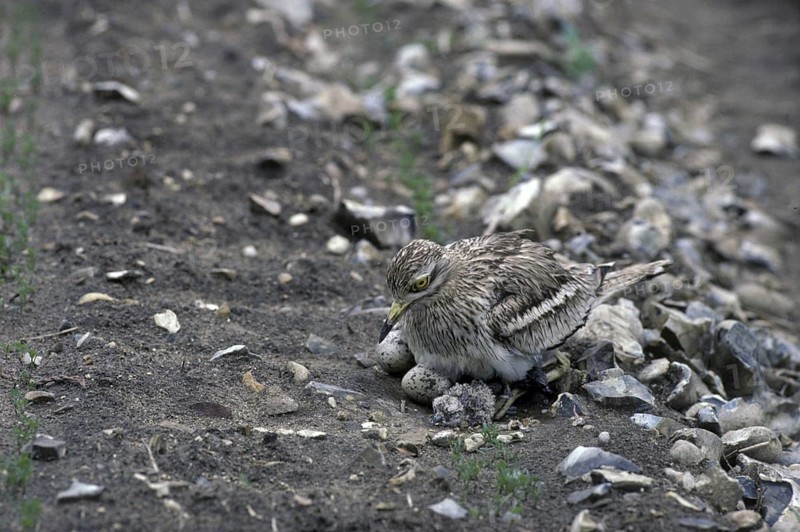 Stone curlew