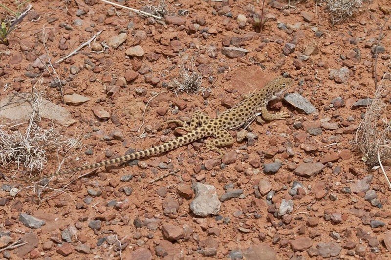 Leopard Iguana