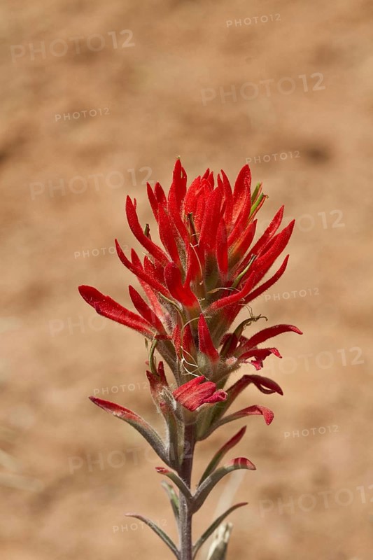 Flowering head of the Desert Paintbrush
