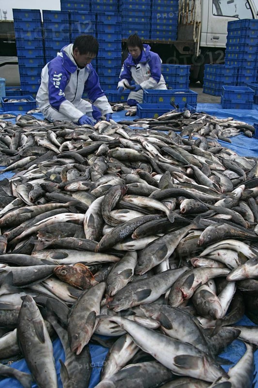 Commercial fishing catch with fishermen