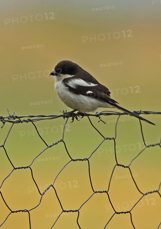 Southern Fiscal