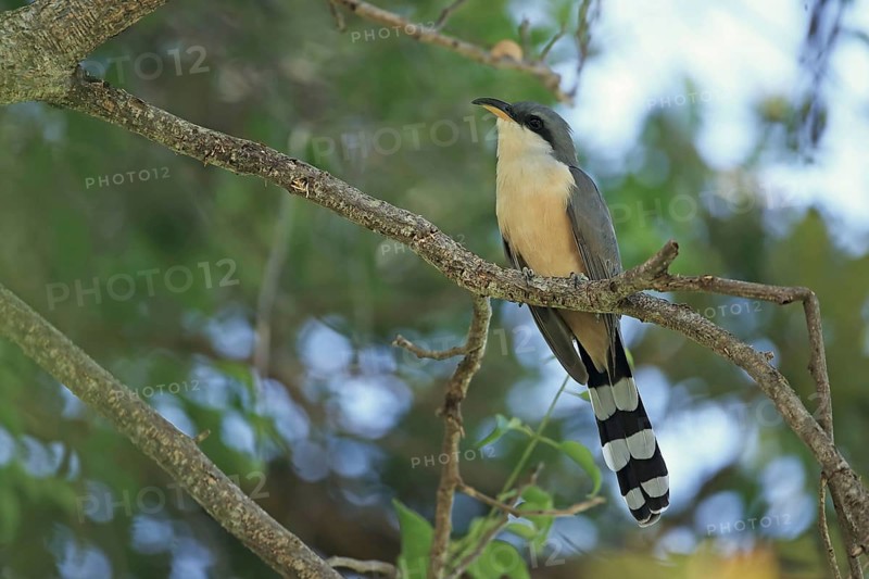Mangrove Cuckoo