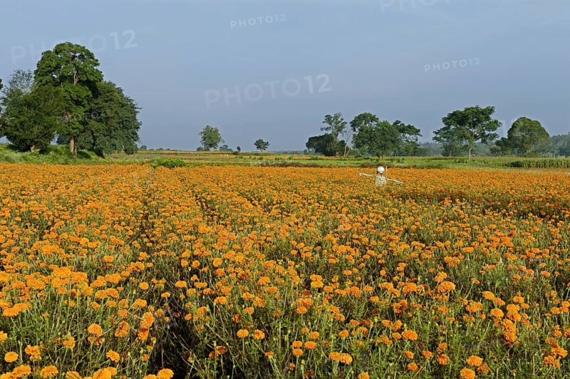 Floriculture