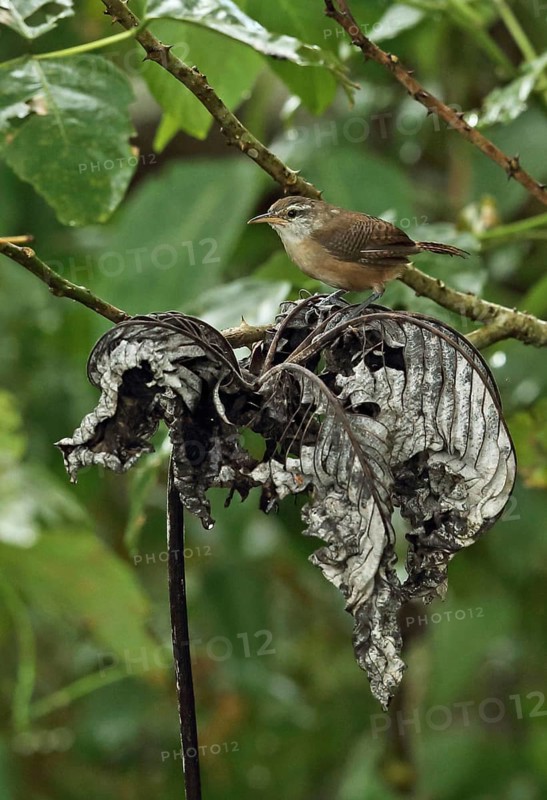 Buffalo-breasted Wren