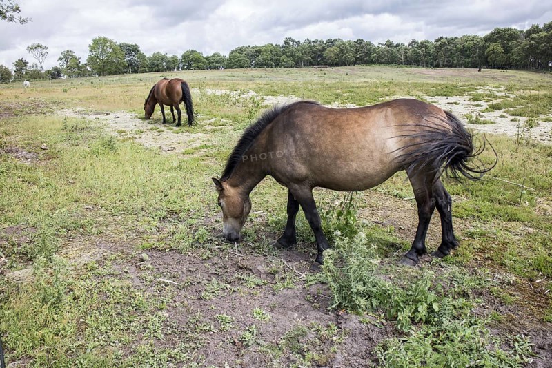 Welsh Mountain Ponies