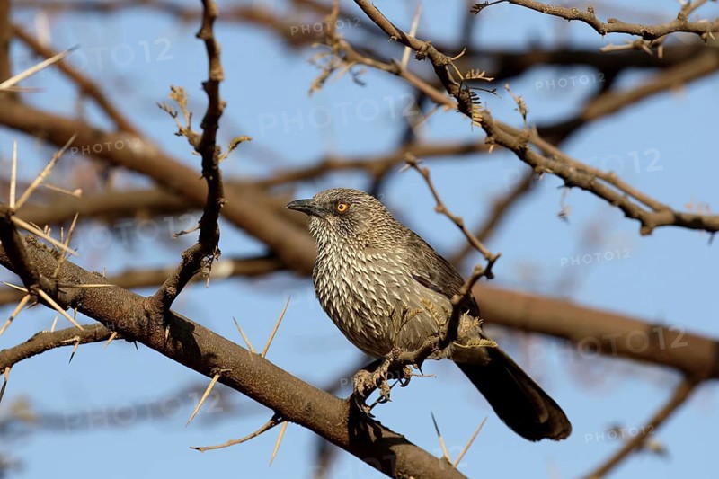 Arrow-marked Babbler