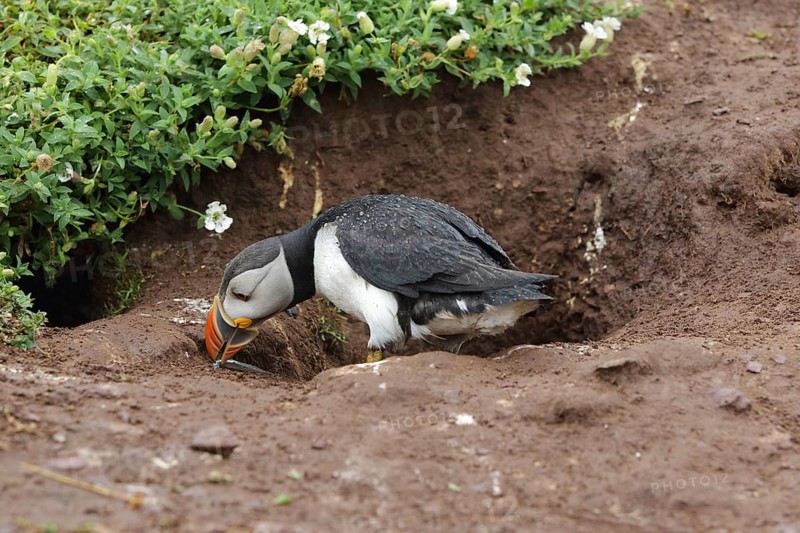 Puffin