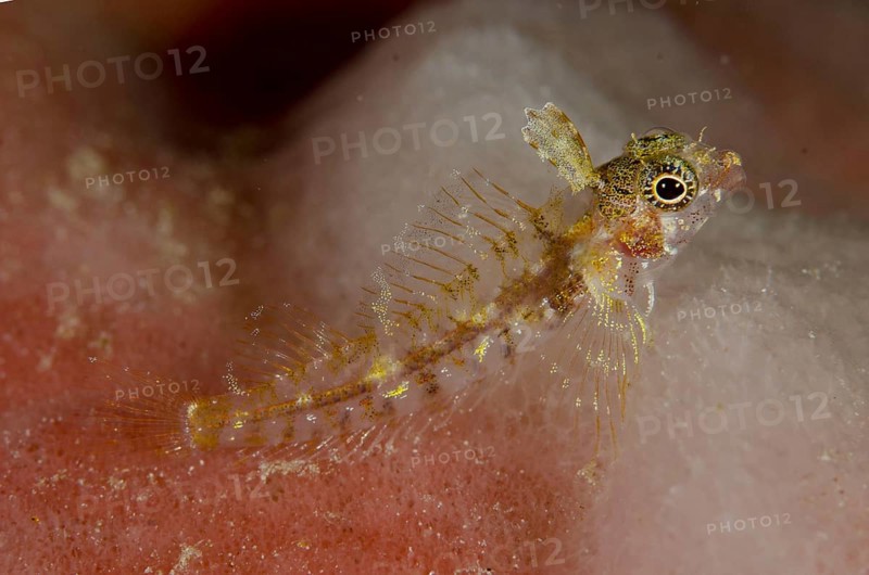 Triplefin blenny