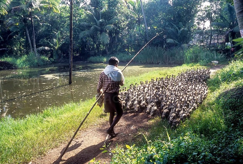 A man grazing a flock of ducks in Alappuzha