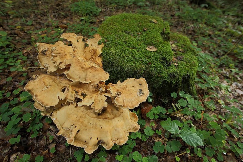 Giant porling