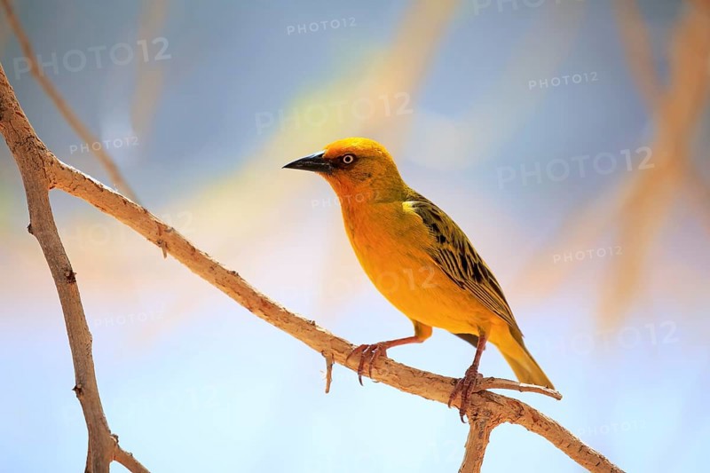 Cape weaver