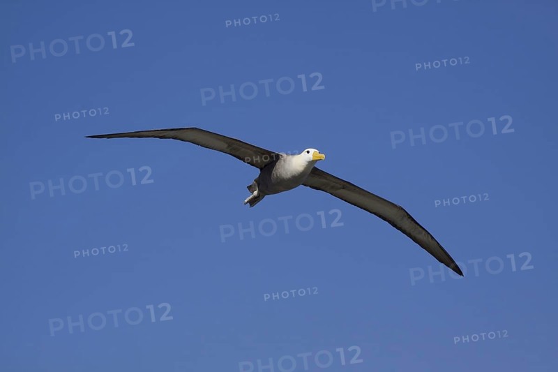 Flying Galapagos Waved Albatross