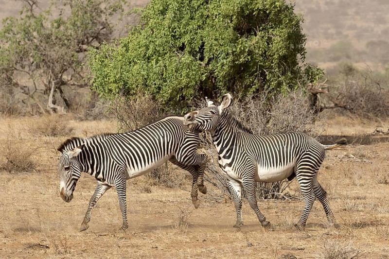 Grevy's grevy's zebra
